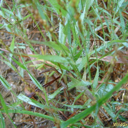 나도잔디(Sporobolus piliferus (Trin.) Kunth) : 청암