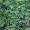 양버들(Populus nigra var. italica Koehne) : 현촌