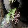 산쇠고비(Cyrtomium fortunei J.Sm. var. clivicola (Makino) Tagawa) : 무심거사