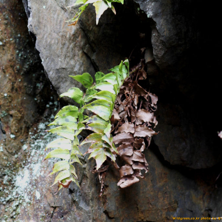 산쇠고비(Cyrtomium fortunei J.Sm. var. clivicola (Makino) Tagawa) : 무심거사
