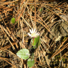 솜나물(Leibnitzia anandria (L.) Turcz.) : 꽃사랑