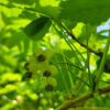 으름덩굴(Akebia quinata (Thunb.) Decne.) : 청풍