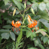 털중나리(Lilium amabile Palib.) : 산들꽃