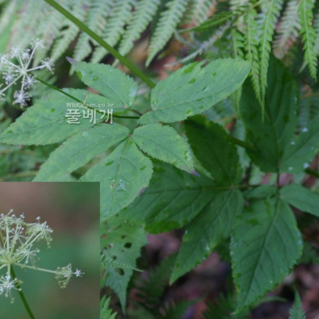 노루참나물(Pimpinella komarovii (Kitag.) R.H.Shan & F.T.Pu) : 무심거사