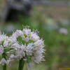 두메부추(Allium dumebuchum H.J.Choi) : 김새벽