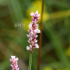 털여뀌(Persicaria orientalis (L.) Spach) : habal