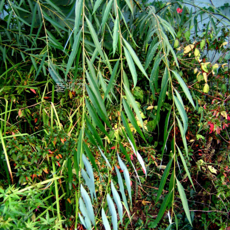 능수버들(Salix pseudolasiogyne H.Lev.) : 설뫼