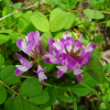 자운영(Astragalus sinicus L.) : 설뫼