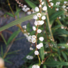 흰꽃여뀌(Persicaria japonica (Meisn.) H.Gross ex Nakai) : 산들꽃