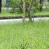 타래난초(Spiranthes sinensis (Pers.) Ames) : 청풍