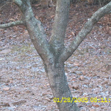 살구나무(Prunus armeniaca var. ansu Maxim.) : 현촌