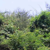 먹넌출(Berchemia floribunda (Wall.) Brongn.) : 설뫼*