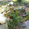 파대가리(Kyllinga brevifolia Rottb. var. leiolepis (Franch. & Sav.) H.Hara) : 산들꽃