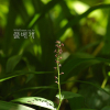 자주솜대(Maianthemum bicolor (Nakai) Cubey) : 푸른마음