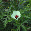 수박풀(Hibiscus trionum L.) : 벼루