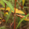 봄여뀌(Persicaria maculosa Gray) : 塞翁之馬