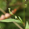 봄여뀌(Persicaria maculosa Gray) : 塞翁之馬