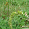 애괭이사초(Carex laevissima Nakai) : 청암