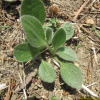 원추천인국(Rudbeckia bicolor Nutt.) : 현촌