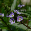 물칭개나물(Veronica undulata Wall.) : 塞翁之馬