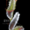 갯버들(Salix gracilistyla Miq.) : 현촌