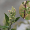 가는명아주(Chenopodium album var. stenophyllum Makino) : 봄까치꽃