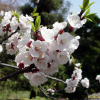 살구나무(Prunus armeniaca var. ansu Maxim.) : 별꽃