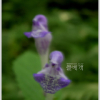 광릉골무꽃(Scutellaria insignis Nakai) : 들국화