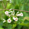계요등(Paederia foetida L.) : habal