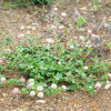 선토끼풀(Trifolium hybridum L.) : 산들꽃