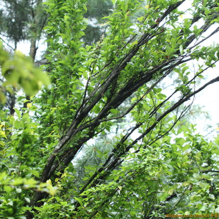 열녀목(Prunus salicina var. columnaris (Uyeki) Uyeki) : 무심거사