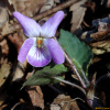 민둥뫼제비꽃(Viola tokubuchiana var. takedana (Makino) F.Maek.) : 무심거사
