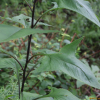 민박쥐나물(Parasenecio hastatus (L.) H.Koyama subsp. orientalis (Kitam.) H.Koyama) : 산들꽃