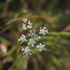 사상자(Torilis japonica (Houtt.) DC.) : 산들꽃