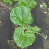 고추냉이(Eutrema japonicum (Miq.) Koidz.) : 카르마
