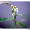 흰꽃여뀌(Persicaria japonica (Meisn.) H.Gross ex Nakai) : 산들꽃