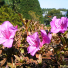 영산홍(Rhododendron indicum (L.) Sweet) : 설뫼