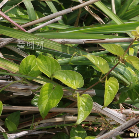 나도은조롱(Marsdenia tomentosa C.Morren & Decne.) : 카르마