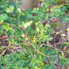 수정목(Damnacanthus major Siebold & Zucc.) : 봄까치꽃