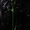 오대산새밥(Luzula plumosa E.Mey.) : 도리뫼