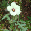 수박풀(Hibiscus trionum L.) : 벼루