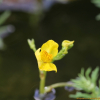 통발(Utricularia japonica Makino) : 산들꽃