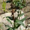 털부처꽃(Lythrum salicaria L.) : 벼루
