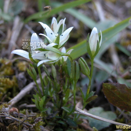 쓴풀(Swertia japonica (Schult.) Griseb.) : 둥근바위솔