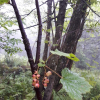 넓은잎까치밥나무(Ribes latifolium Jancz.) : 산들꽃