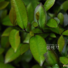 사스레피나무(Eurya japonica Thunb.) : 봄까치꽃
