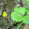 나도양지꽃(Waldsteinia ternata (Stephan) Fritsch) : 벼루