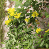 가는기린초(Phedimus aizoon (L.) 't Hart) : 산들꽃