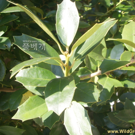 완도호랑가시나무(Ilex × wandoensis C.F.Mill. & M.Kim) : 봄까치꽃