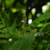 자주솜대(Maianthemum bicolor (Nakai) Cubey) : 통통배
